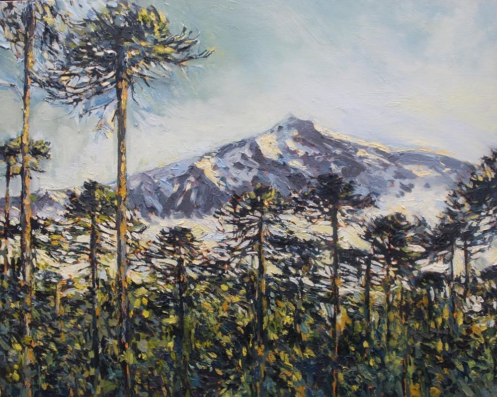 araucaria impressions